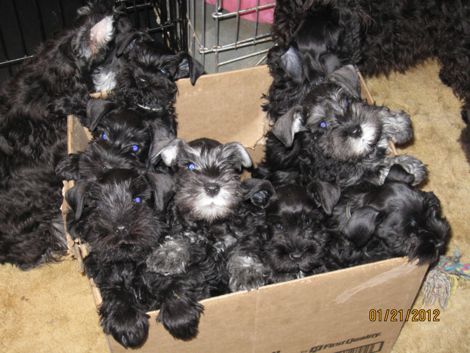 http://www.stadtlerschnauzers.com/Puppies_in_a_box_002.jpg