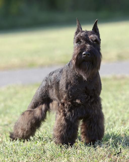 Stadtler Schnauzers